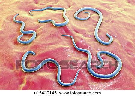 Dog roundworm, illustration View Large Photo Image Stock Photography - Dog roundworm, illustration. Fotosearch