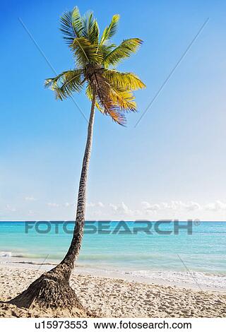 Dominican Republic, Palm tree growing in sandy beach View Large Photo Image Stock Image - Dominican Republic, Palm tree growing in sandy beach. Fotosearch