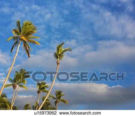 Stock Image - Dominican Republic, Palm trees against cloudy sky. Fotosearch