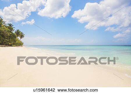 Stock Image - Dominican Republic, Palm trees growing on tropical beach. Fotosearch