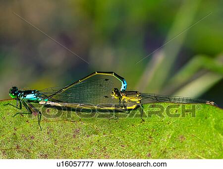 Stock Photo - Dragonfly. Fotosearch