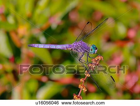Dragonfly View Large Photo Image Stock Photograph - Dragonfly. Fotosearch