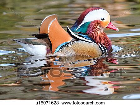 Duck View Large Photo Image Stock Photo - Duck. Fotosearch