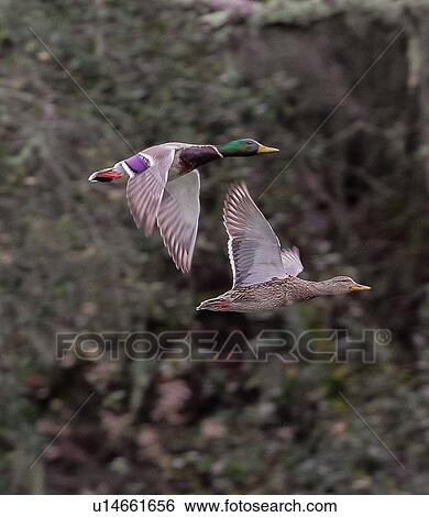 Ducks View Large Photo Image Stock Photograph - Ducks. Fotosearch
