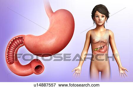 Stock Photo - Duodenum cross-section, illustration. Fotosearch