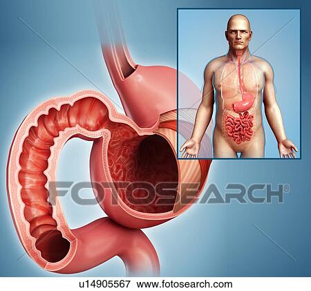 Duodenum cross-section, illustration View Large Photo Image Stock Photo - Duodenum cross-section, illustration. Fotosearch