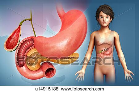 Duodenum cross-section, illustration View Large Photo Image Stock Photo - Duodenum cross-section, illustration. Fotosearch