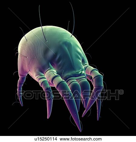 Dust mite View Large Photo Image Picture - Dust mite. Fotosearch