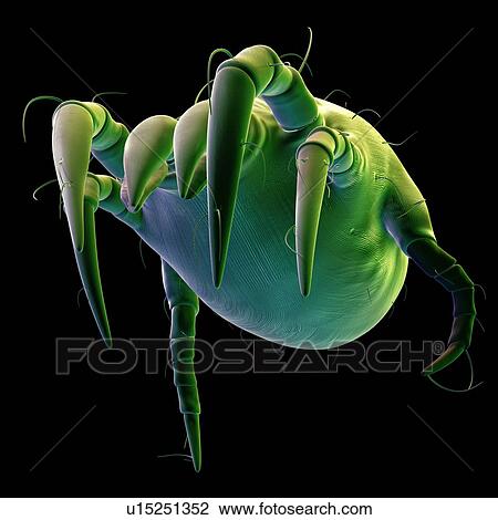 Stock Image - Dust mite. Fotosearch