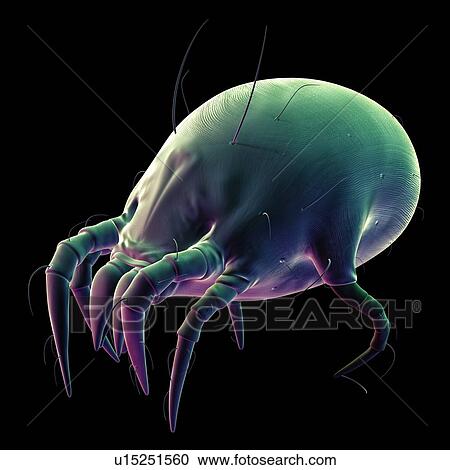 Stock Image - Dust mite. Fotosearch