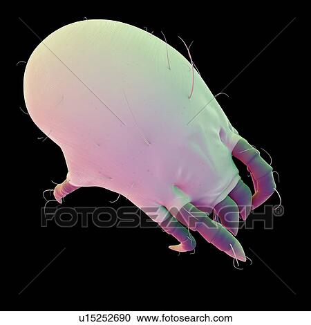 Stock Image - Dust mite. Fotosearch