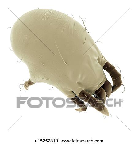Stock Image - Dust mite. Fotosearch