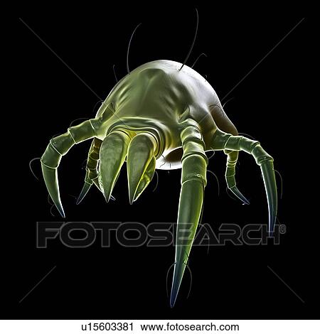 Dust mite View Large Photo Image Stock Image - Dust mite. Fotosearch