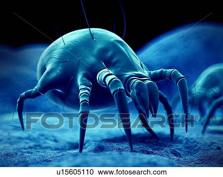 Dust mite View Large Photo Image Stock Image - Dust mite. Fotosearch
