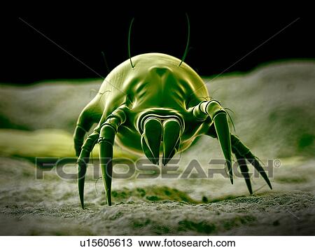 Stock Image - Dust mite. Fotosearch