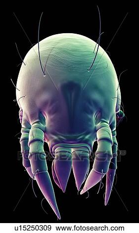 Stock Photo - Dust mite. Fotosearch