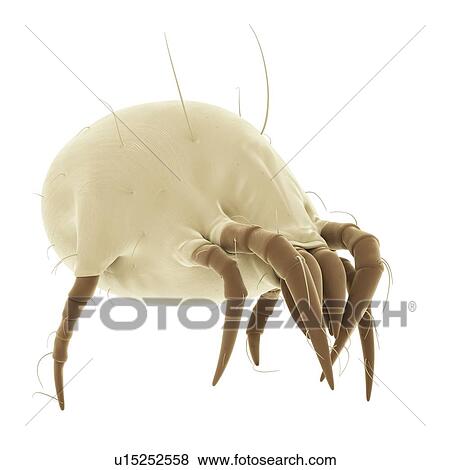 Stock Photo - Dust mite. Fotosearch
