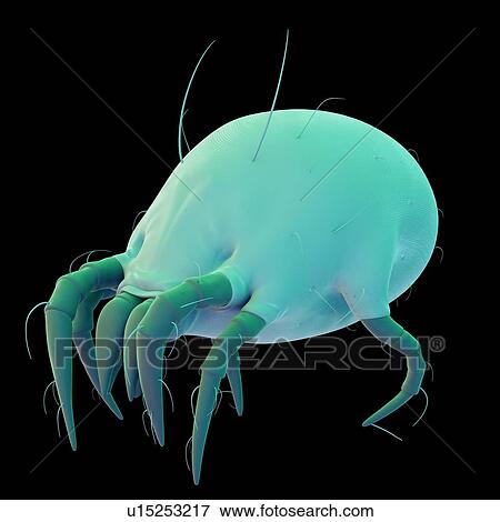 Dust mite View Large Photo Image Stock Photo - Dust mite. Fotosearch