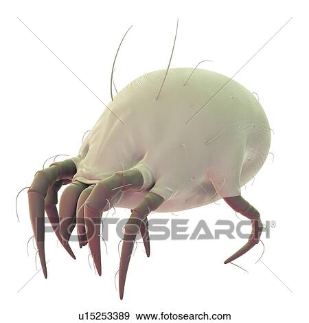 Stock Photo - Dust mite. Fotosearch