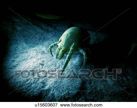 Stock Photo - Dust mite. Fotosearch