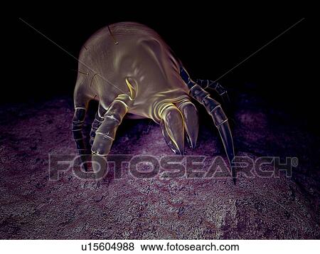 Dust mite View Large Photo Image Stock Photo - Dust mite. Fotosearch