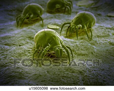 Stock Photo - Dust mite. Fotosearch