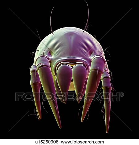 Stock Photograph - Dust mite. Fotosearch