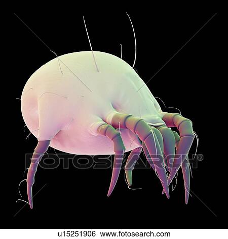 Stock Photograph - Dust mite. Fotosearch