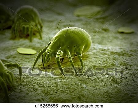 Dust mite View Large Photo Image Stock Photograph - Dust mite. Fotosearch