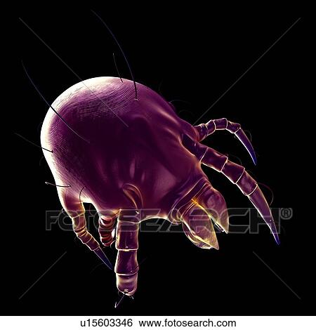 Dust mite View Large Photo Image Stock Photograph - Dust mite. Fotosearch