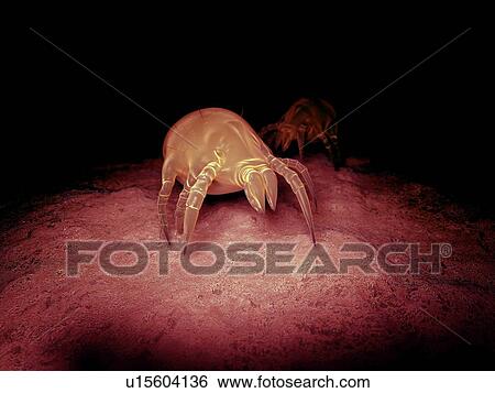 Dust mite View Large Photo Image Stock Photograph - Dust mite. Fotosearch