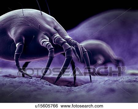 Dust mite View Large Photo Image Stock Photograph - Dust mite. Fotosearch