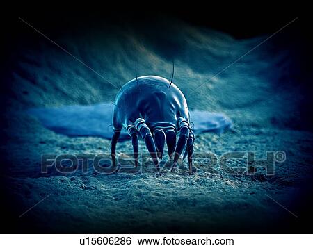 Stock Photograph - Dust mite. Fotosearch