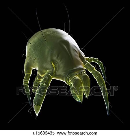 Dust mite View Large Photo Image Stock Photography - Dust mite. Fotosearch