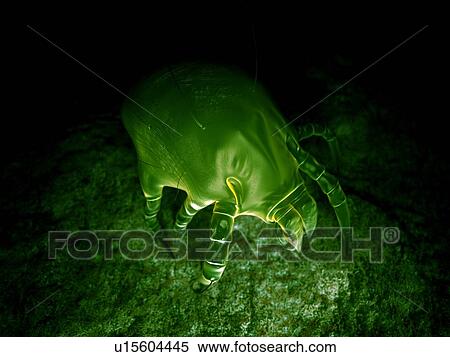 Dust mite View Large Photo Image Stock Photography - Dust mite. Fotosearch