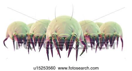 Dust mites View Large Photo Image Stock Image - Dust mites. Fotosearch