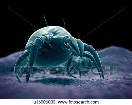 Dust mites View Large Photo Image Stock Image - Dust mites. Fotosearch