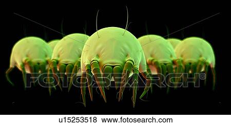 Stock Photo - Dust mites. Fotosearch