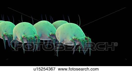 Dust mites View Large Photo Image Stock Photo - Dust mites. Fotosearch
