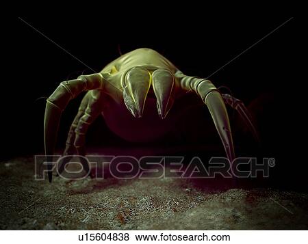 Stock Photo - Dust mites. Fotosearch