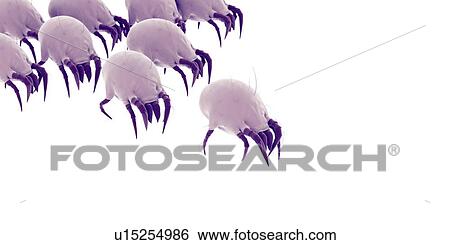 Dust mites View Large Photo Image Stock Photograph - Dust mites. Fotosearch
