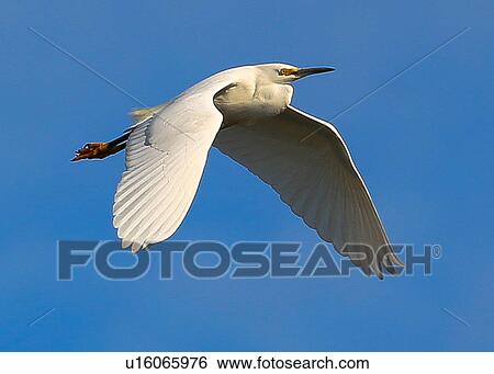 Egret View Large Photo Image Stock Photograph - Egret. Fotosearch