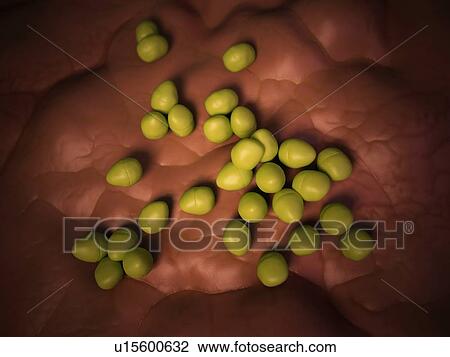 Enterococcus bacteria View Large Photo Image Stock Image - Enterococcus bacteria. Fotosearch