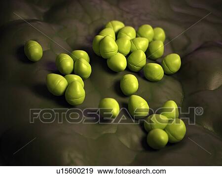 Enterococcus bacteria View Large Photo Image Stock Photo - Enterococcus bacteria. Fotosearch