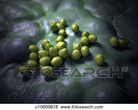 Stock Photo - Enterococcus bacteria. Fotosearch