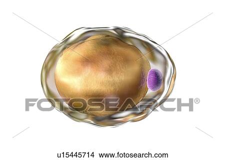 Picture - Fat cell, illustration. Fotosearch