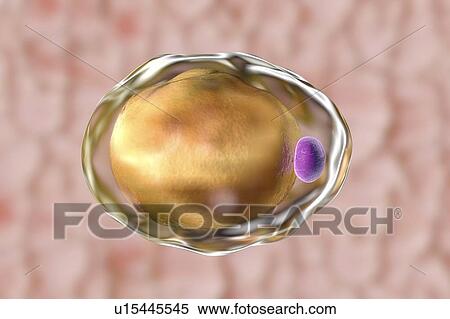 Stock Photography - Fat cell, illustration. Fotosearch