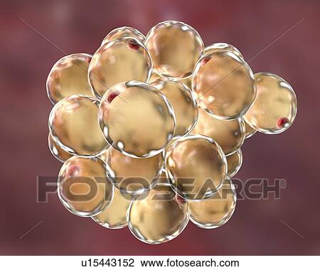 Stock Image - Fat cells, illustration. Fotosearch
