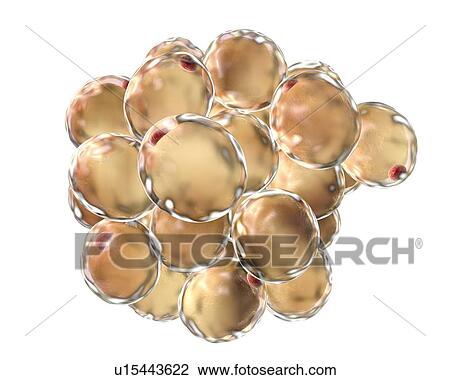 Stock Image - Fat cells, illustration. Fotosearch