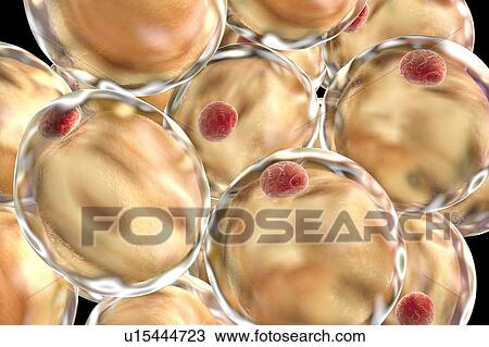 Fat cells, illustration View Large Photo Image Stock Image - Fat cells, illustration. Fotosearch